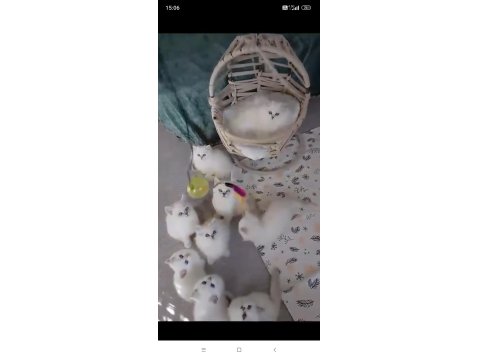 A Kalite British Shorthair Arayanlara