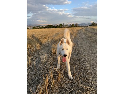 Safkan Sibirya Kurdu 1,5 Yaşında