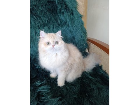 Cy 11 Şecere Belgesi Safkan Dişi 7 Aylık British Longhair