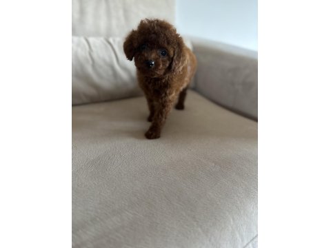 Miniş Serisi Poodle Bebeklerimiz