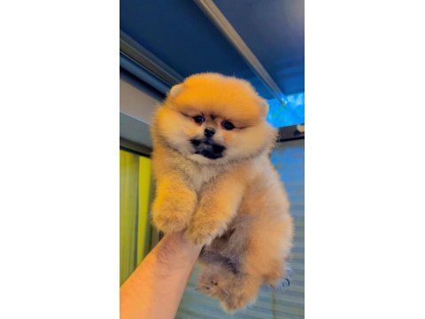 Dişi Ve Erkek Teddy Bear Pomeranian Yavrular