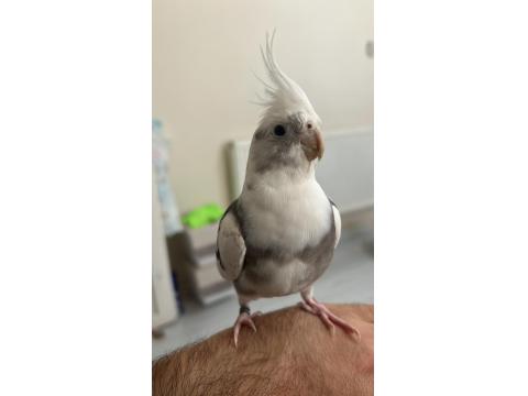 Yavru Alınmış Çift White Face Albino Sultan Papağanı