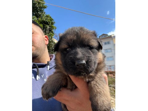 Orjinal Alman Kurdu Yavrusu