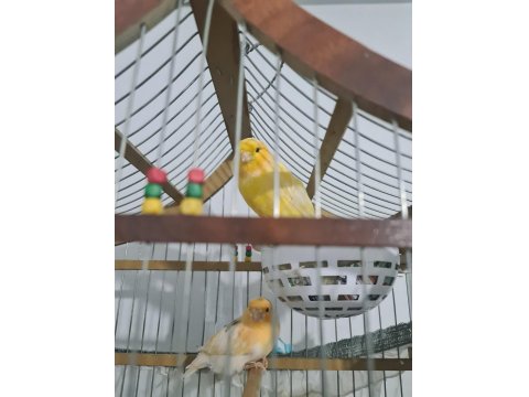 El Yapımı Ahşap Kafes + Çift Kanarya