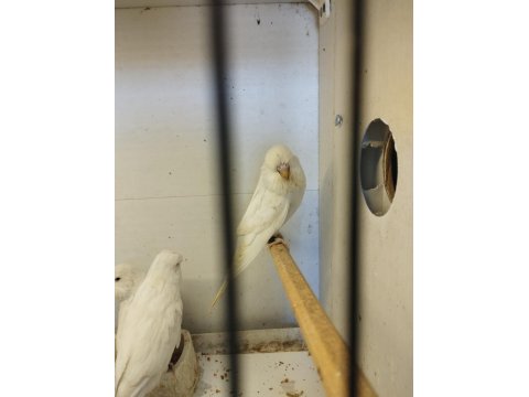 Yerli-Jumbo Kırığı-Show Jumbo Muhabbet Kuşlar