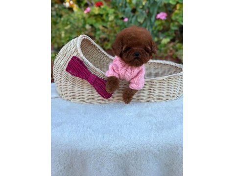 Toy Poodle Köpeğimiz