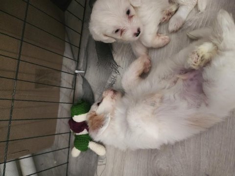 52 Günlük Köpeklerimiz