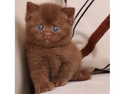 Minik Mocha Chocolate British Shorthair