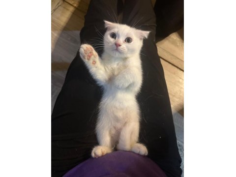 Minik Scottish Bembeyaz Bebeğim