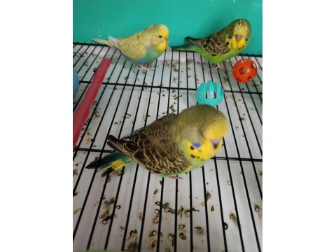 Yeni Yeme Düşmüş Muhabbet Kuşu Yavrular