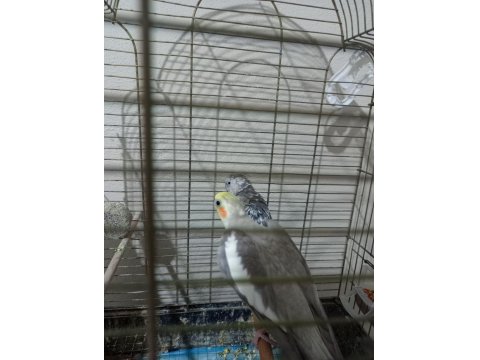 Ucuz Sultan Çift Sultan Papağanı