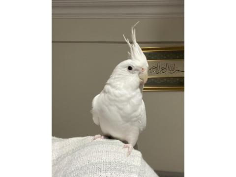 Albino Dişi Sultan Papağanı Evcil Uysal Ele Omuza Geliyor