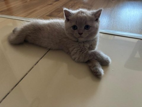Ayı Surat British Shorthair Yavrularımız