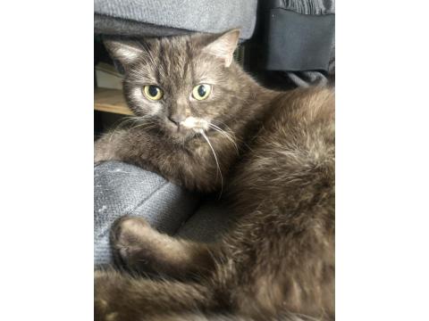 Acil British Ve Scottish Yavru Ve Yetişkin Kediler