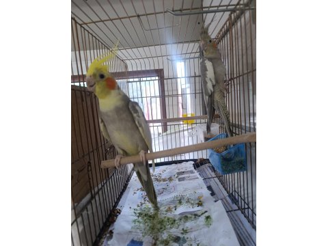 Sultan Papağanı Sağlıklı