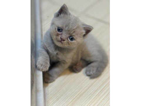 Tatlı Uysal British Bebişler