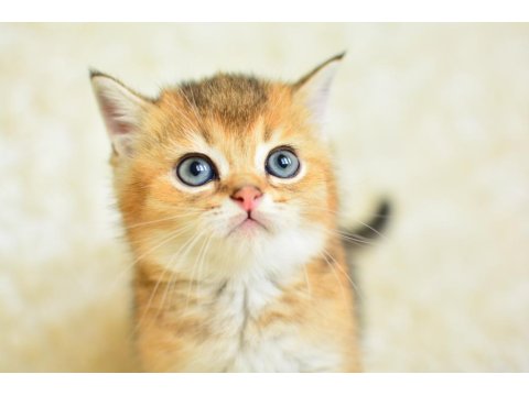 Karizmatik Ny25 British Shorthair