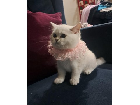 Dünya Güzeli British Shorthair