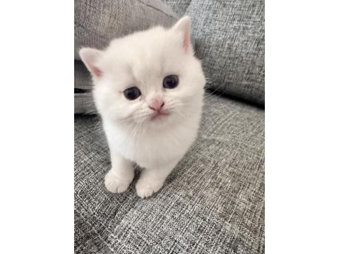 British Shorthair Beyaz Kedimiz