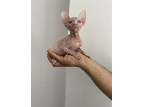 2 Aylık Sfenks Yavrular