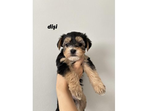 45 Günlük Morkie Yavruları - Evden Sağlıklı Bebekler