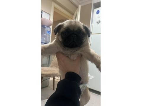 Pug Yavru Eşyalarıyla Birlikte