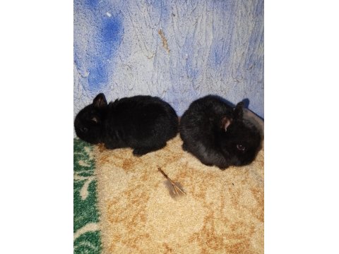 Netherland Dwarf Hollanda Cüce Tavşan