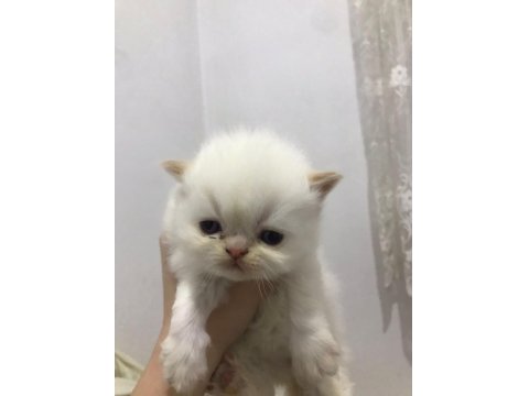 İran Kedisi Yavruları