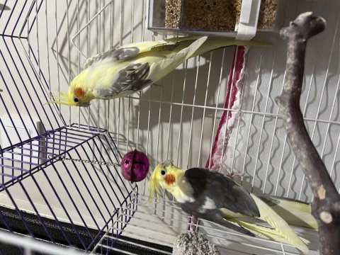 Sultan Papağanı Çift