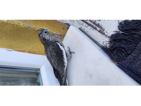 35 Günlük Sultan Papağanlarım Sahiplerine Bekliyor