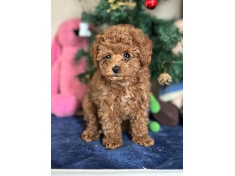 Yasal Üreticiden Poodle Saf Kan Yavrular