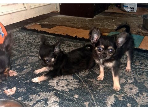 Şivava Bir Dişi Ve Bir Erkek Şivava