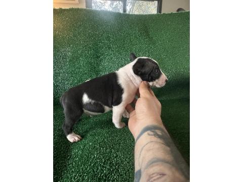 A Şecereli Minyatür Bull Terrier