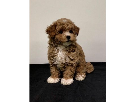 Aşk Bahçesi Maltipoo