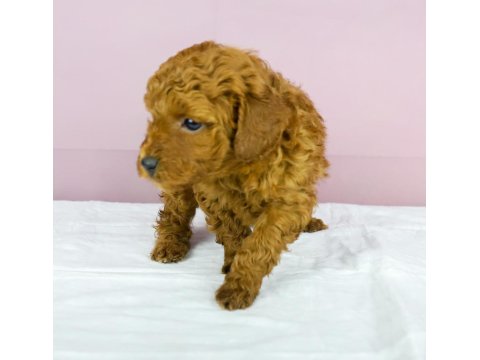 Mükemmel Güzellikte Poodle Bebeğim