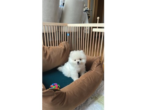 2 Aylık Erkek Pomeranian Boo