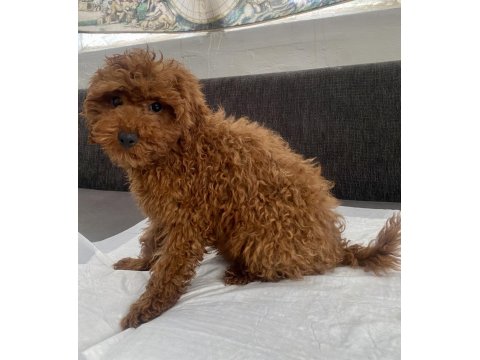 Red Brown Toy Poodle Oğlumuz