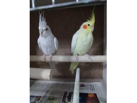 Satılık Sultan Papağanı İster Tek İster Çift