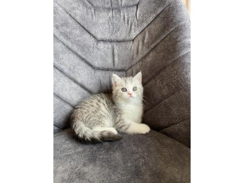 Sahibinden Yavru Chinchilla Yavrusu