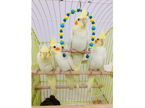 2026 Full Evcil El Beslemesi A Kalite Yavru Sultan Papağanlar