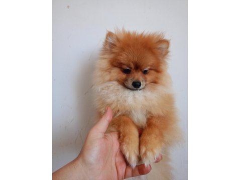 Pomeranian Erkek 5,5 Aylık