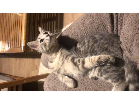 Kedi 4-5 Aylık Kız Yavrumuz