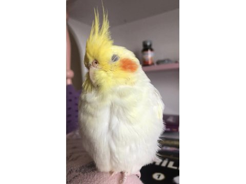 Çok Konuşkan Erkek Sultan Papağanı