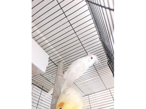 Dişi Albino Sultan Papağanı