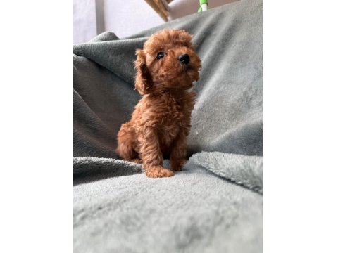 Red Brown Toy Poodle
