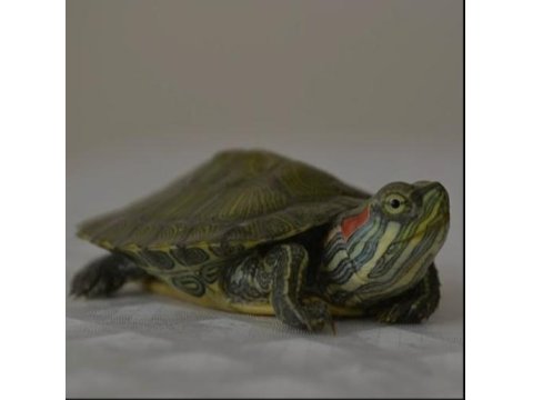 Günün Tüm Stresini Alacak En Sakin Kaplumbağa Arkadaş