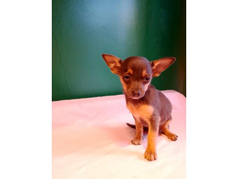 Sıfır Numara Pinscher Yavrularımız