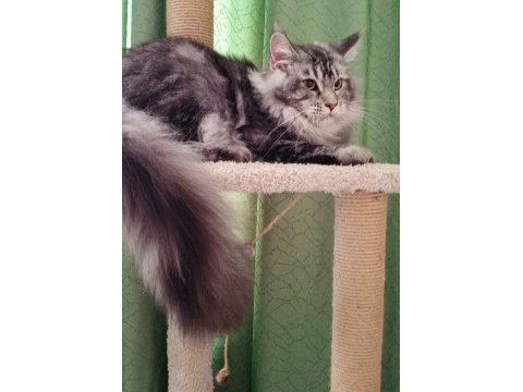 Dişi Ve Erkek Maine Coon İyi Kalite