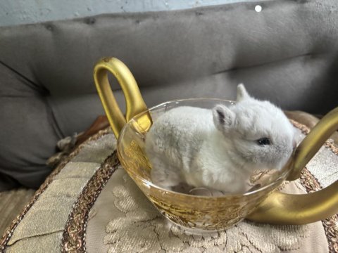 Cüce Tavşan Yavruları