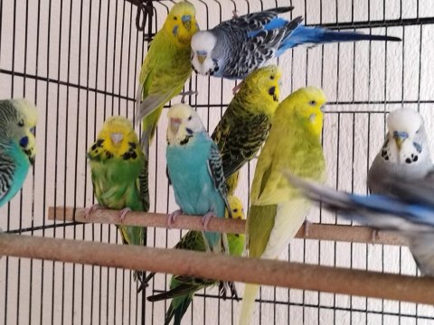 10 Tane Kırma Muhabbet Kuşu